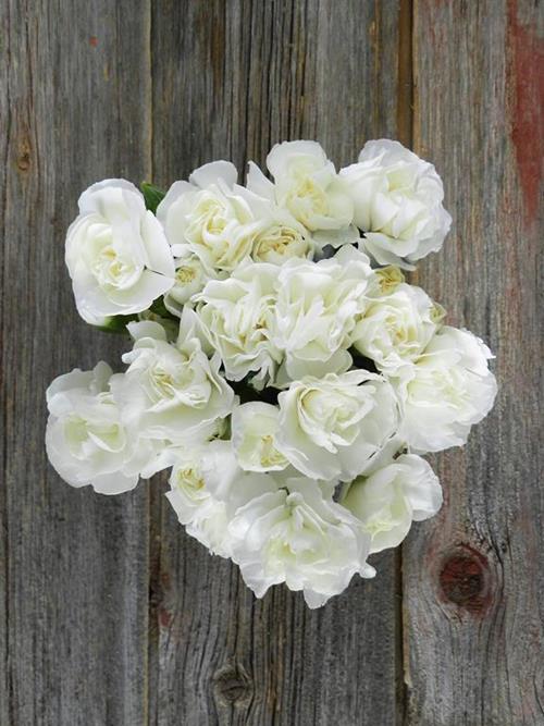 WHITE MINI CARNATIONS